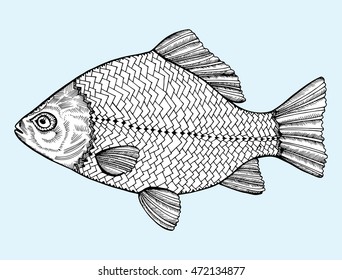 Stylized fish. Carp. River fish. Black and white drawing by hand. Line art. Tattoo. Doodle. Graphic arts.
