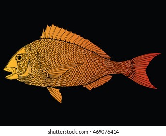 Stylized fish. Sea fish. Dorado. Black and white drawing by hand. Line art. Tattoo. Doodle. Graphic arts.