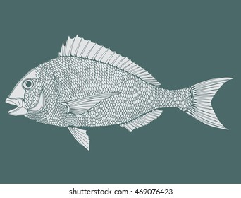 Stylized fish. Sea fish. Dorado. Black and white drawing by hand. Line art. Tattoo. Doodle. Graphic arts.