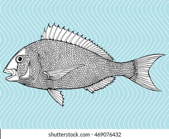 Stylized fish. Sea fish. Dorado. Black and white drawing by hand. Line art. Tattoo. Doodle. Graphic arts.