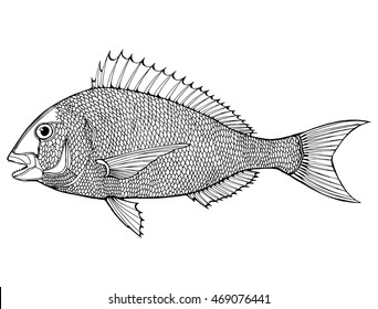 Stylized fish. Sea fish. Dorado. Black and white drawing by hand. Line art. Tattoo. Doodle. Graphic arts.