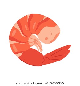 Ilustração estilizada e plana de um camarão cozido enrolada em forma de crescente sobre um fundo branco. O camarão é retratado em tons de laranja e rosa.