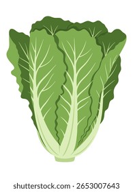 Uma ilustração estilizada e plana de uma cabeça de repolho de Napa, mostrando suas folhas verdes em camadas e costelas brancas proeminentes contra um fundo branco limpo.