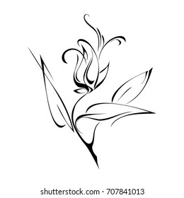 stylized flower in black lines on a white background