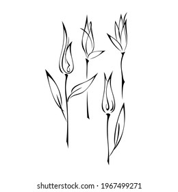 stylized flower buds on stems with leaves in black lines on a white background. set