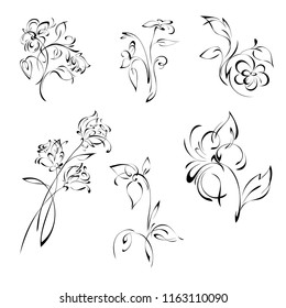 stylized flowers in black lines on a white background. SET