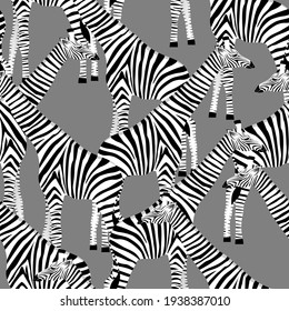 Stylized giraffes in the form of striped zebras on a gray background in vector