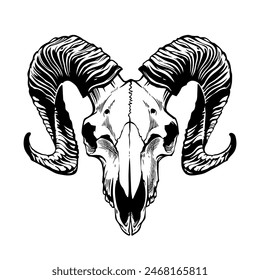 Stylized goat skull. Vector contour drawing 