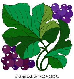 stylized grapes with leaves, element for decoration, isolate on a white background