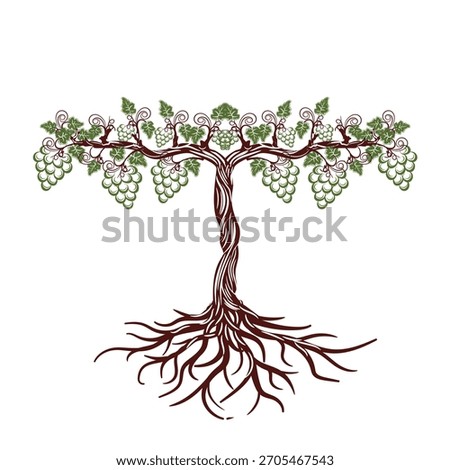 Stylized grapevine with roots, green grapes, and lush leaves