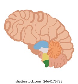 Stylized graphic of the human brain emphasizing various functional areas in different colors