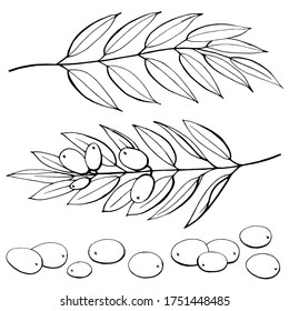 Stylized graphic image of olive branches and hand-drawn olives