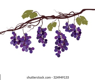 Stylized graphic image of a vine with grapes