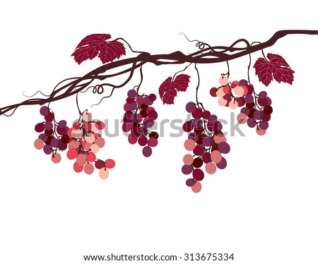 stylized graphic image of a vine with pink grapes