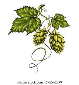 Stylized green branch with beer hops isolated on white background. Suitable for beer labels and packaging.