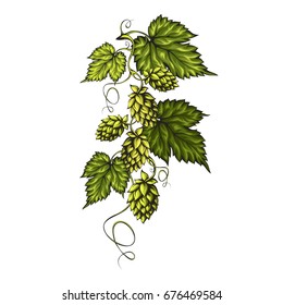 Stylized green branch with beer hops and fresh green leaves isolated on white background