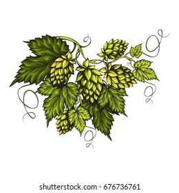 Stylized green branch full with green fresh beer hops cones and leaves isolated on white background. Suitable for beer labels and packaging.