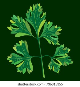 Stylized green parsley leaf.