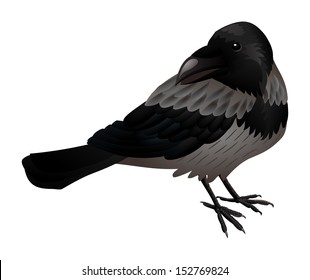 Stylized grey crow isolated