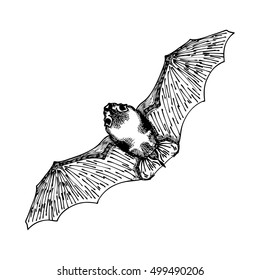Stylized hand drawing bat. Decorative hand drawn bat. Black and white drawing by hand. Witchcraft, voodoo magic attribute. Illustration for Halloween. Vector.