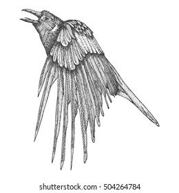 Stylized hand drawing of crow. Decorative bird. Hand drawn raven or rook. Black and white drawing by hand. Witchcraft, voodoo magic attribute. Illustration for Halloween. Vector.