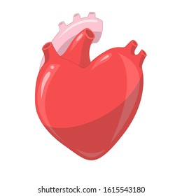 Stylized heart similar to real but at the same time quite symbolizing love. Vector