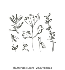 Ilustração de erva estilizada conjunto de tomilho salsa e alecrim em estilo decorativo de arte de linha encantadora