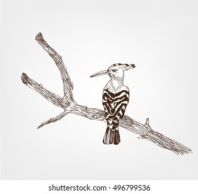Stylized hoopoe bird (Upupa epops) sitting on tree branch, isolated on white background.