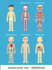 Stylized human body anatomy chart: skeletal, muscular, circulatory, nervous and digestive systems. Flat cartoon style.