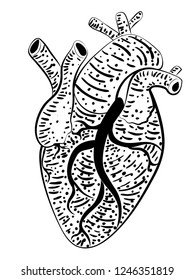 Stylized human heart design, grunge illustration over white.