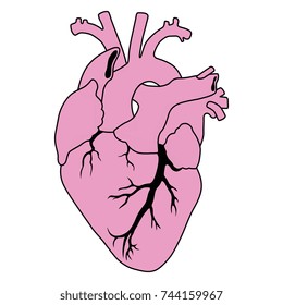 Stylized human heart. Isolated two colors vector icon.