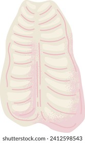 Stylized human ribcage anatomy illustration. Educational diagram of chest bones structure. Medical study and health care vector illustration.