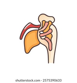 Stylized Icon of Greater Tubercle Anatomy