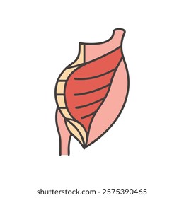 Stylized Icon of Internal Oblique Muscle Anatomy