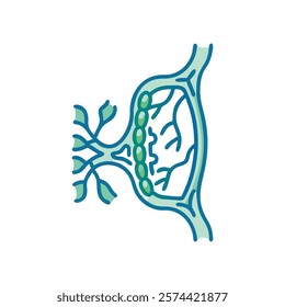 Stylized Icon of Lymphatic Vessel Anatomy