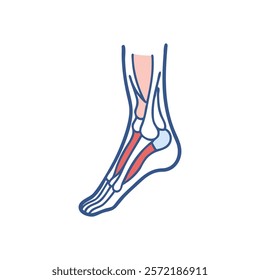 Stylized Icon of Medial Malleolus Anatomy