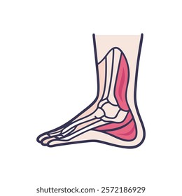 Stylized Icon of Medial Malleolus Anatomy