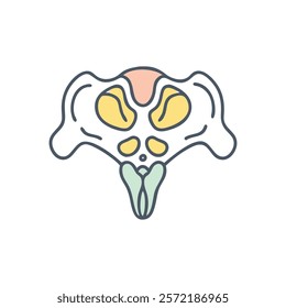 Stylized Icon of Occipital Bone Anatomy