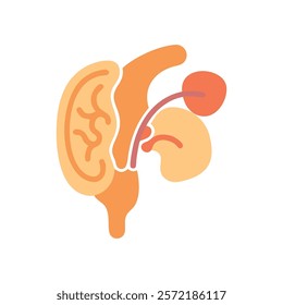 Stylized Icon of Pituitary Gland Anatomy