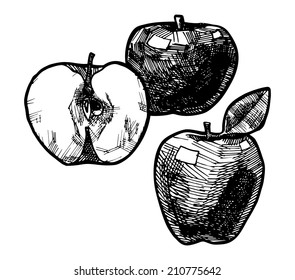 Stylized icon of three apples, vector illustration stylized as engraving.