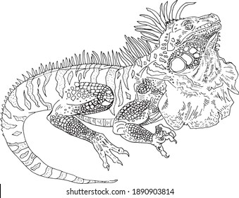 stylized iguana art doodle. lizard sketch element for design, print, children's book. Hand Drawn animal collection. reptile isolated graphic illustration on white background. drawing pattern zoo pet