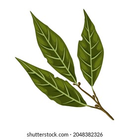 Stylized illustration of bay leaf. Image for design or decoration.