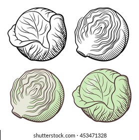 Stylized illustration of cabbage. Outline and colored version