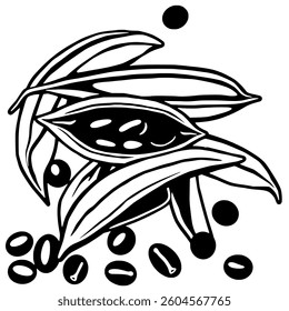 Stylized Illustration of Cacao Pods and Beans