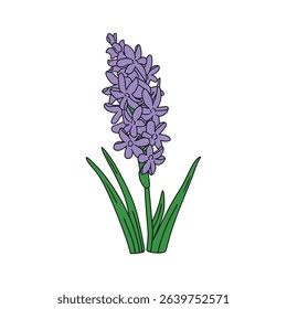 Stylized illustration features a purple hyacinth with numerous five-petal flowers clustered along a central stem. It shows a clean, cartoonish design with bold black outlines.