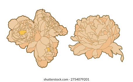 A stylized illustration featuring two clusters of soft peach peonies, showcasing intricate petal details and bold outlines against a clean white backdrop