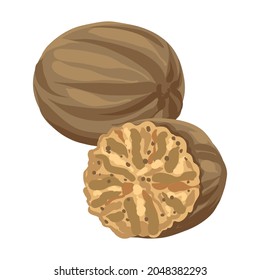 Stylized illustration of nutmeg. Image for design or decoration.