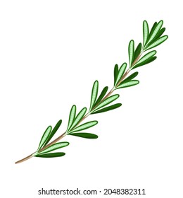 Stylized illustration of rosemary. Image for design or decoration.