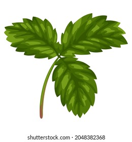 Stylized illustration of strawberry leaf. Image for design or decoration.