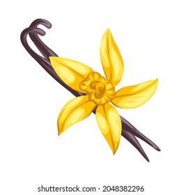 Stylized illustration of vanilla. Image for design or decoration.
